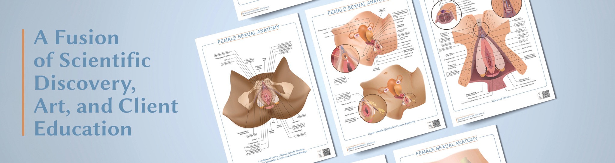 A collection of female sexual anatomy charts created by Andrew Barnes